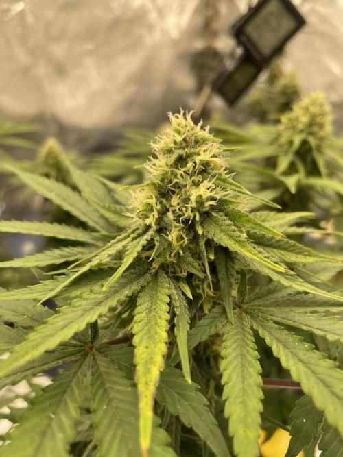 . Week 11