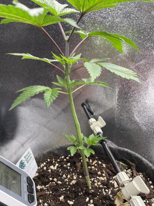 Ultra Violet GMO. Week 4