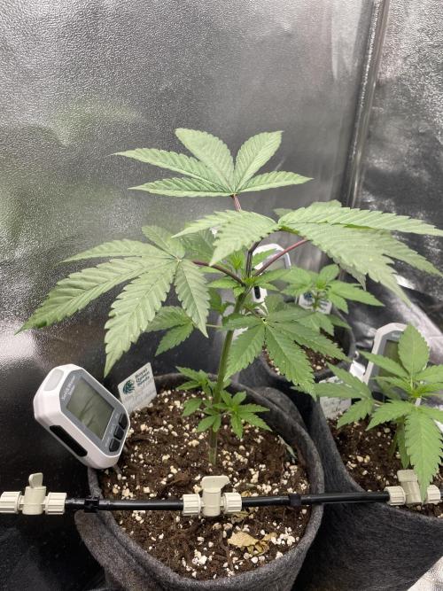 Ultra Violet GMO. Week 4