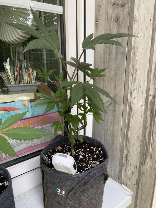Ultra Violet GMO. Week 5
