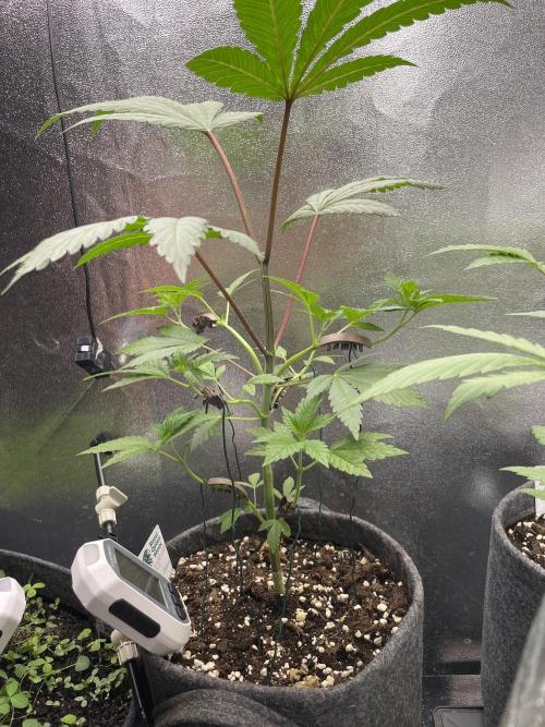 Ultra Violet GMO. Week 5