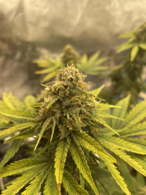 . Week 14