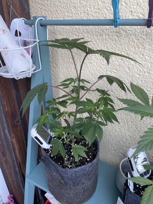 Ultra Violet GMO. Week 5