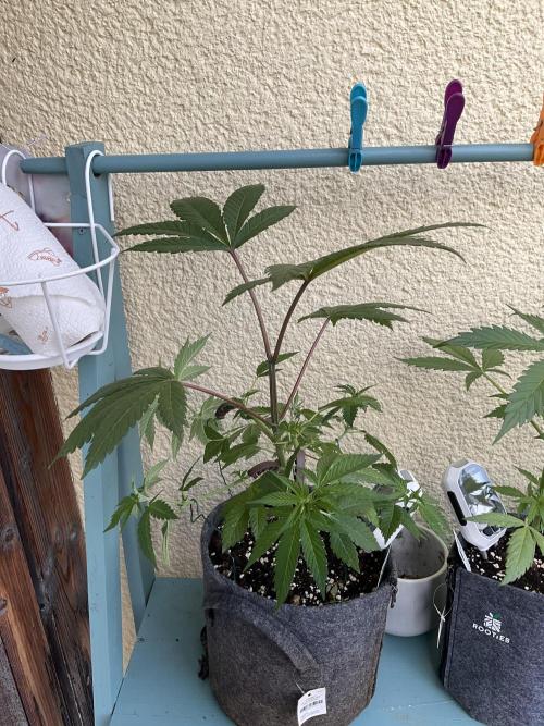 Ultra Violet GMO. Week 6