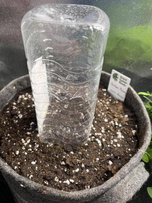 Durban Poison. Week 0