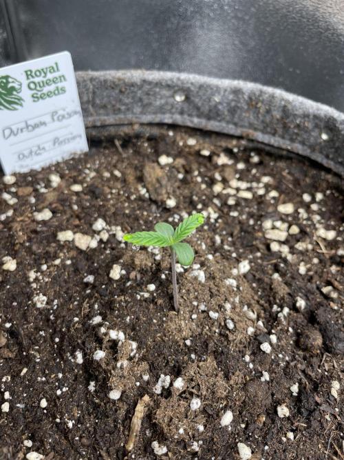 Durban Poison. Week 1