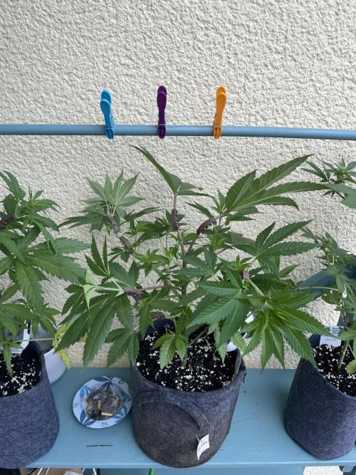 Ultra Violet GMO. Week 6
