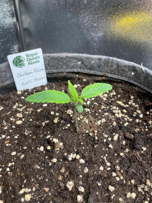 Durban Poison. Week 1