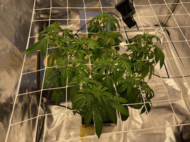 Ultra Violet GMO. Week 7
