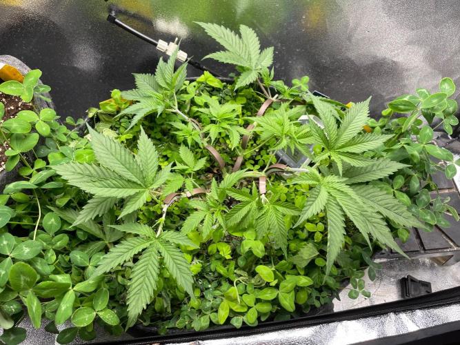 Colombian Gold. Week 5