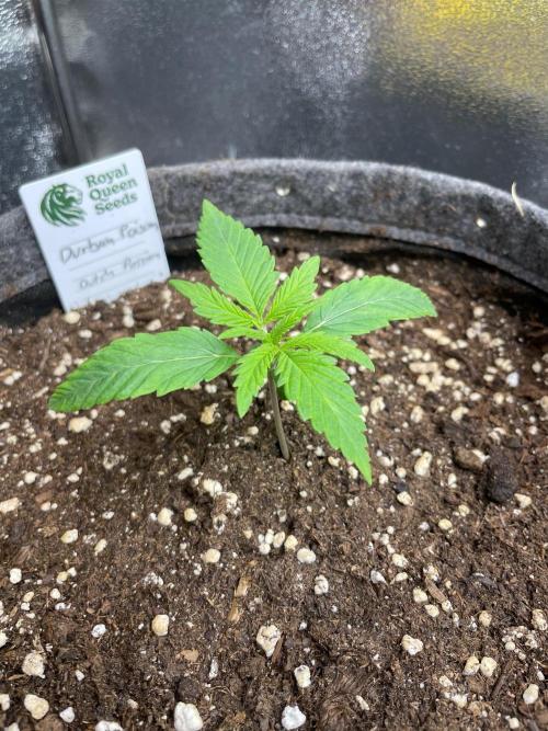 Durban Poison. Week 2