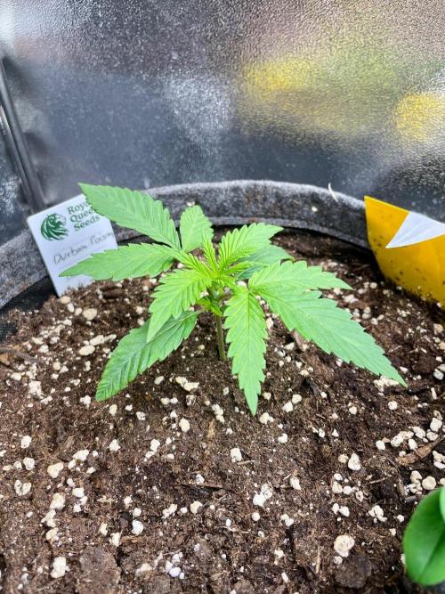 Durban Poison. Week 2