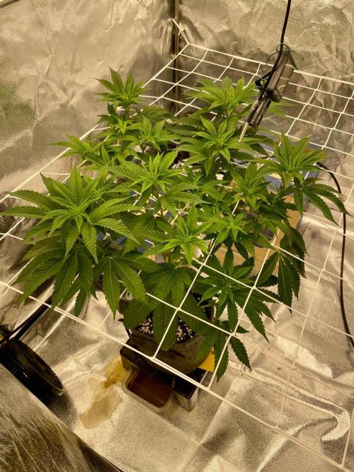 Ultra Violet GMO. Week 8