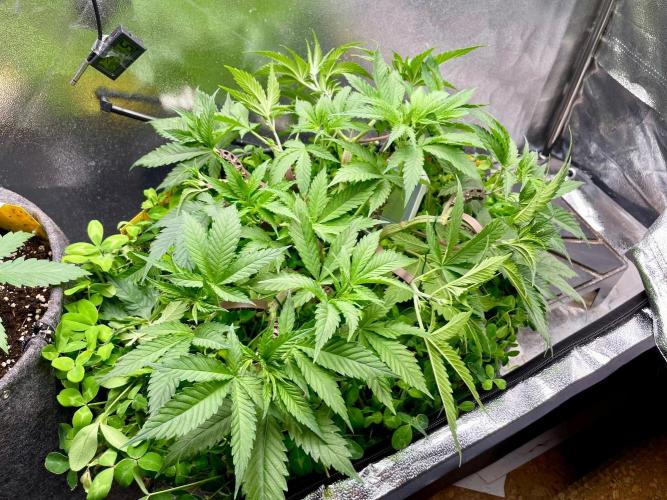 Colombian Gold. Week 6