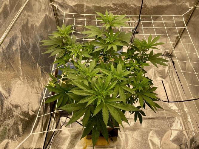 Ultra Violet GMO. Week 8
