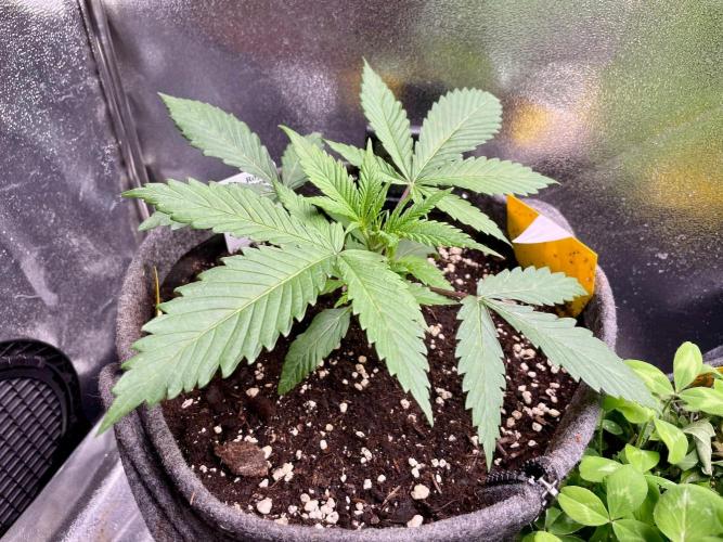 Durban Poison. Week 3