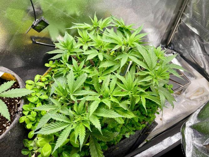 Colombian Gold. Week 6