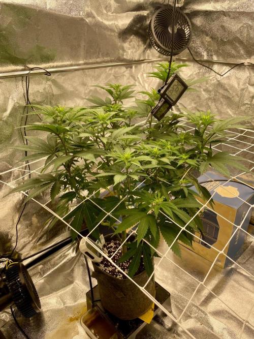Ultra Violet GMO. Week 9