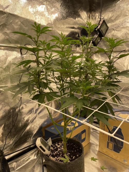Ultra Violet GMO. Week 9