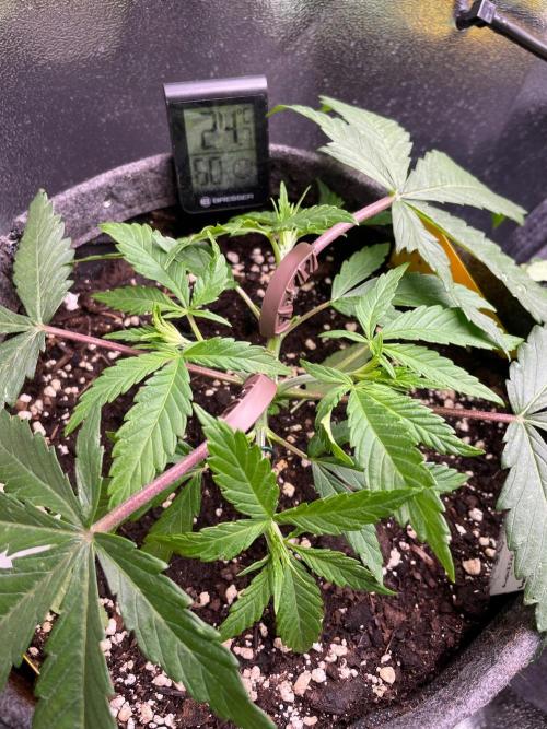Durban Poison. Week 4