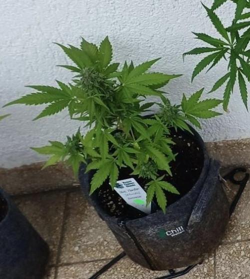 Blue Monster Auto. Week 11