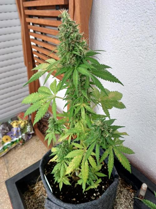 Mimosa Auto. Week 11