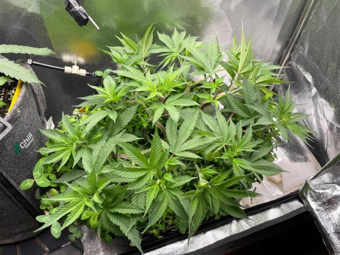 Colombian Gold. Week 7
