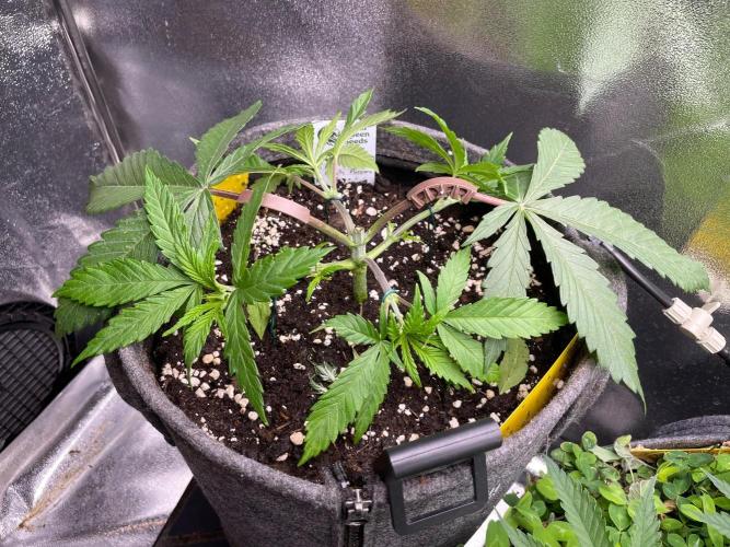 Durban Poison. Week 4