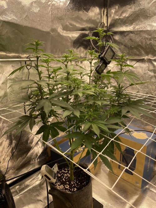 Ultra Violet GMO. Week 9