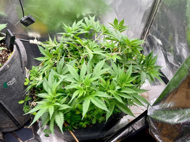 Colombian Gold. Week 8