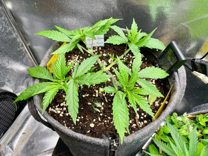 Durban Poison. Week 4