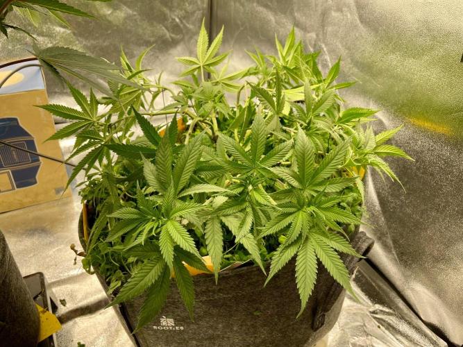 Colombian Gold. Week 8