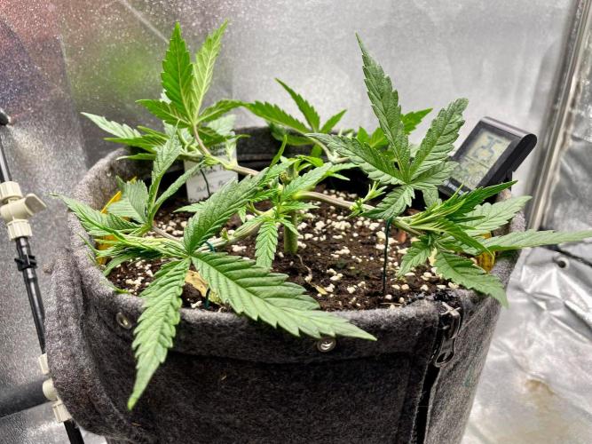 Durban Poison. Week 5