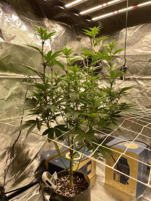 Ultra Violet GMO. Week 10