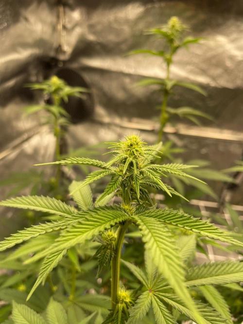 Ultra Violet GMO. Week 10