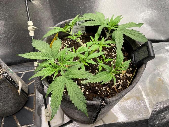 Durban Poison. Week 5
