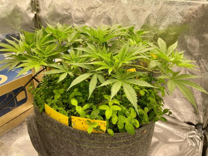 Colombian Gold. Week 9