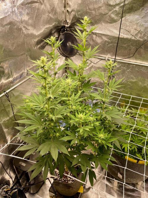 Ultra Violet GMO. Week 10