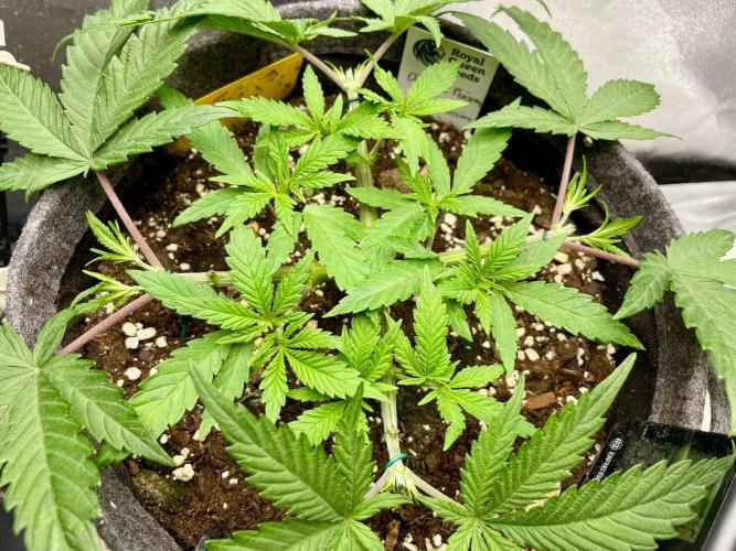 Durban Poison. Week 5