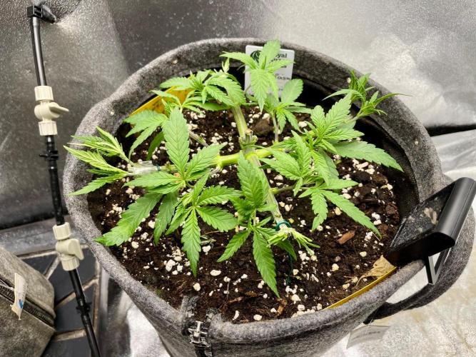 Durban Poison. Week 5