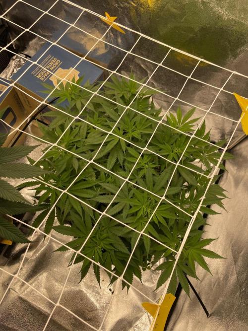 Colombian Gold. Week 9