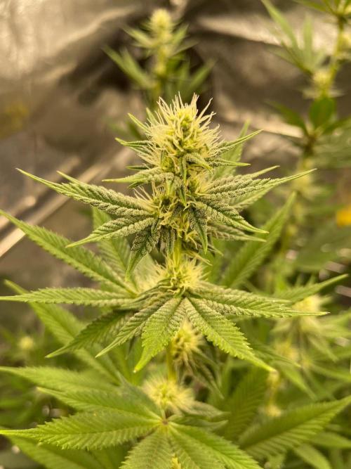 Ultra Violet GMO. Week 11