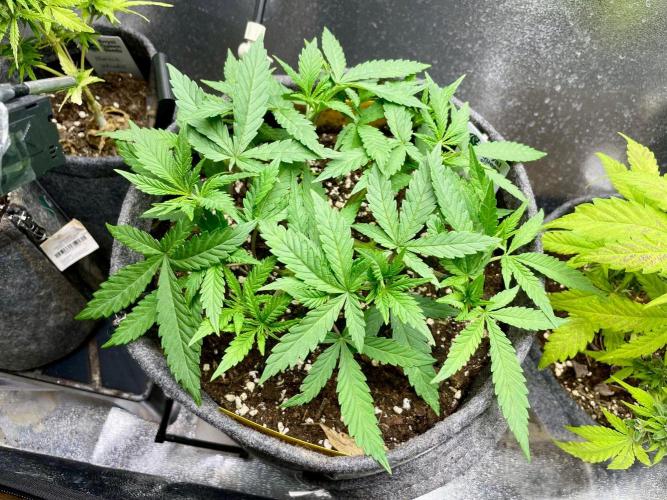 Durban Poison. Week 6