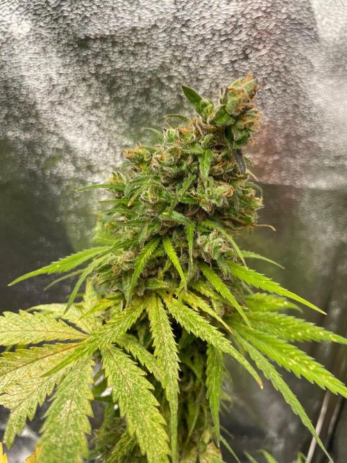Mimosa Auto. Week 20