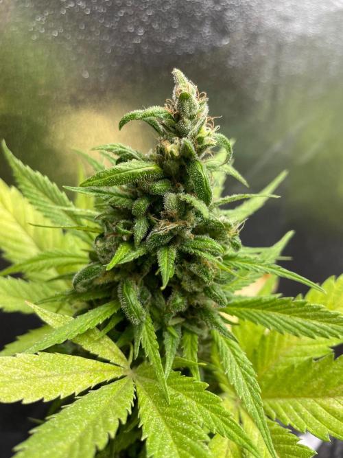 Mimosa Auto. Week 20
