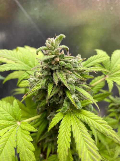 Blue Monster Auto. Week 19