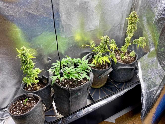 Blue Monster Auto. Week 19