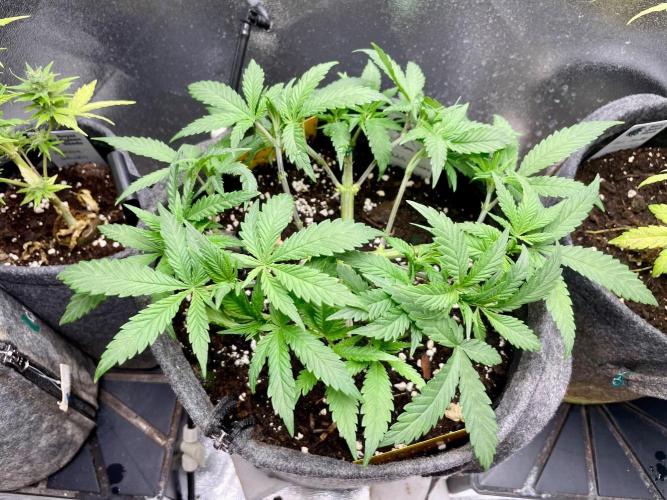 Durban Poison. Week 6