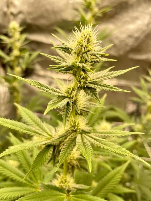 Ultra Violet GMO. Week 11