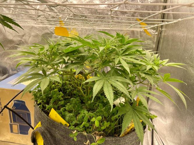 Colombian Gold. Week 10